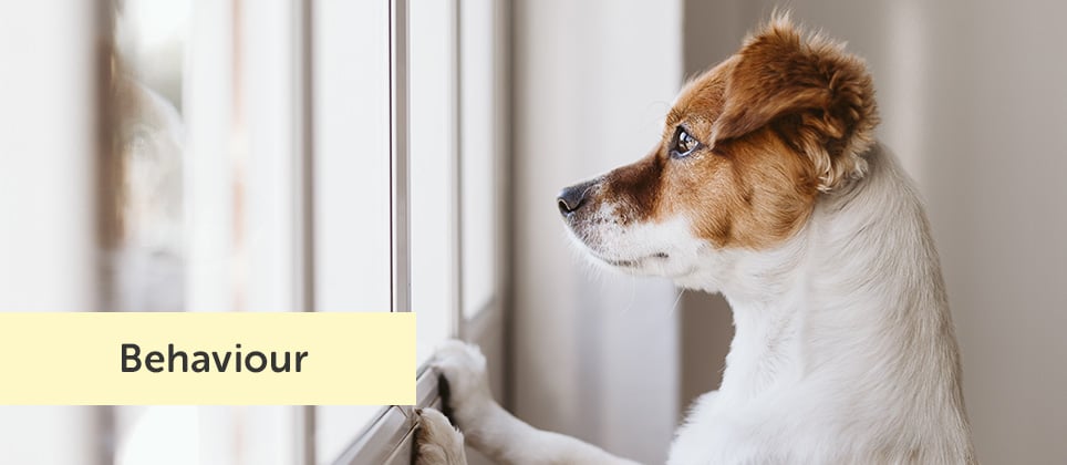 Can dogs be treated for separation anxiety?