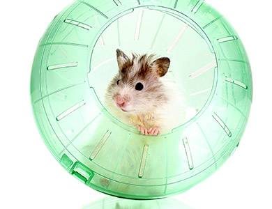 Hamster dans une balle d'exercice