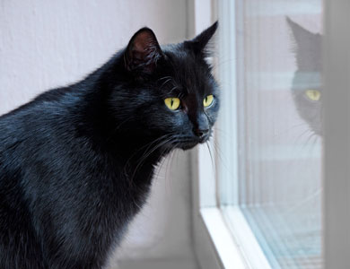 chat noir regardant son reflet dans une fenêtre