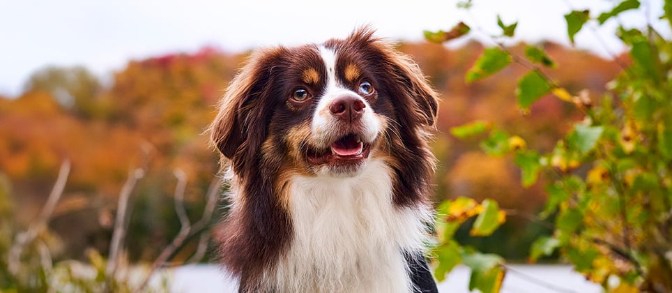 Top 5 des activités d'automne à faire avec son chien