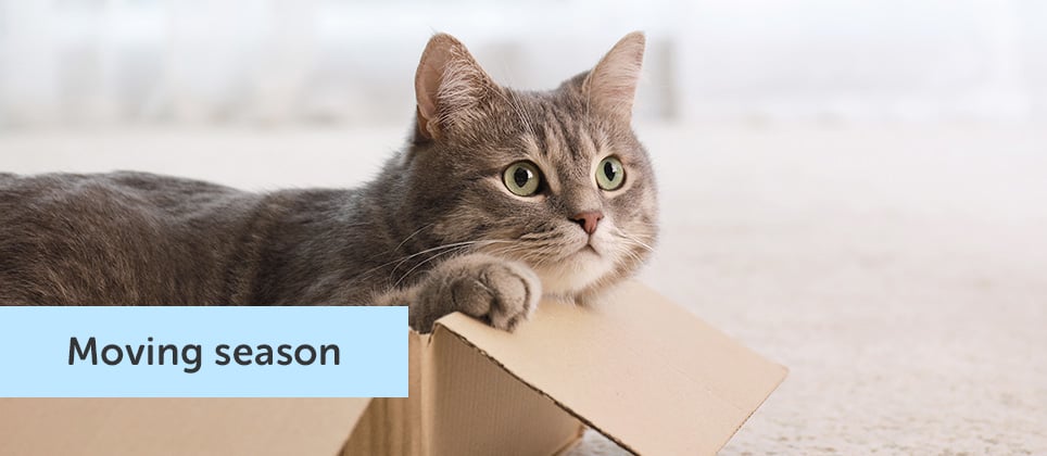 Tips and tricks to move with your cat