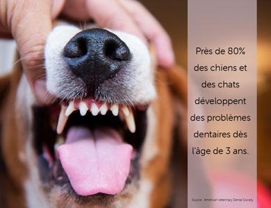 Près de 80% des chiens et chats développent des problèmes dentaires dès l'âge de 3 ans
