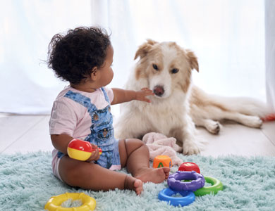 bébé afro-américain est assis sur un tapis turquoise et flatte un chien de berger beige en tenant des jouets colorés