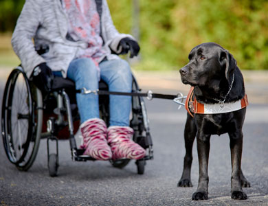mira dog with child in wheelchair