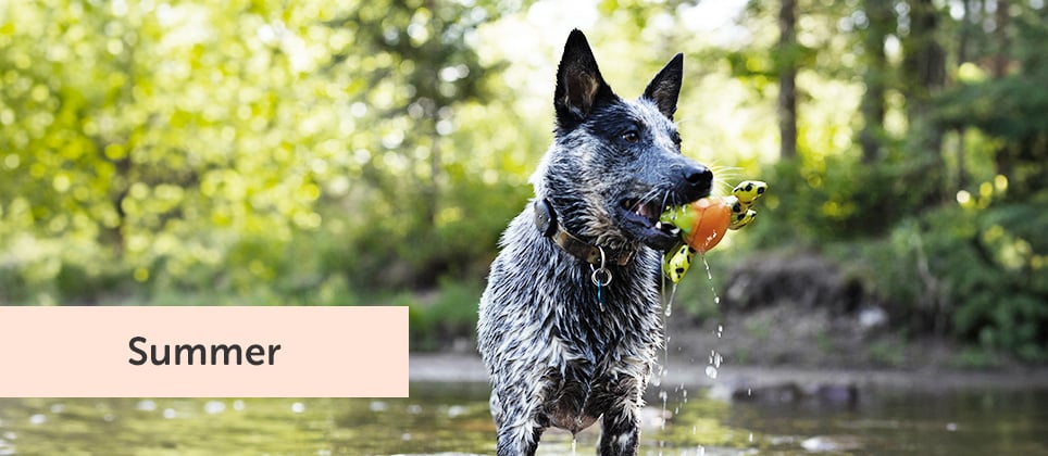 Swimming is also a great way for your dog to keep cool!