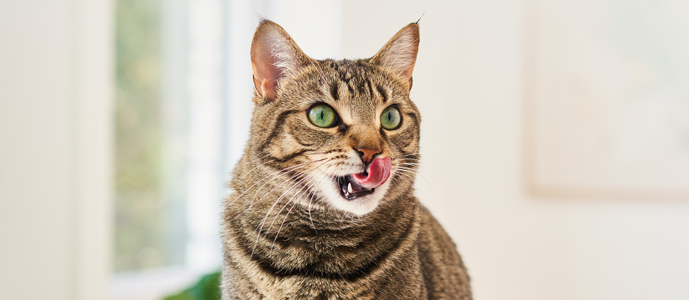 Which cat food should you choose? Protégez-Vous recommends two Vetdiet recipes