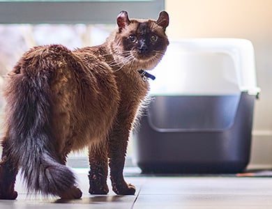 Chat près de sa litière