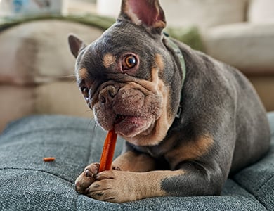 Chien qui gruge une gâterie dentaire