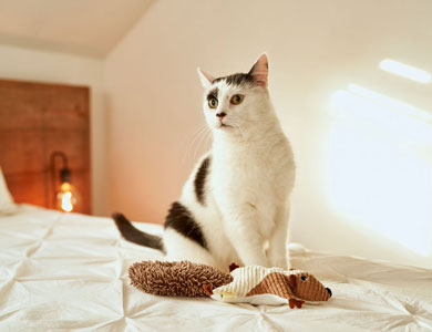 black and white cat sitting on a bed with a beonebreed toy