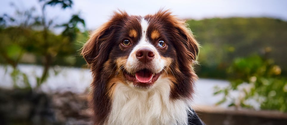 Mon animal a des parasites! Que faire?