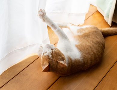 Ginger and white cat lying on the parquet plays with a white curtain with its paw