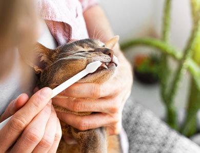 cat having its teeth brushed