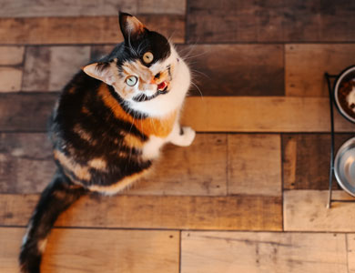 meowing calico cat