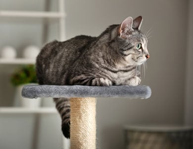 grey tabby cat lying on top of cat tree
