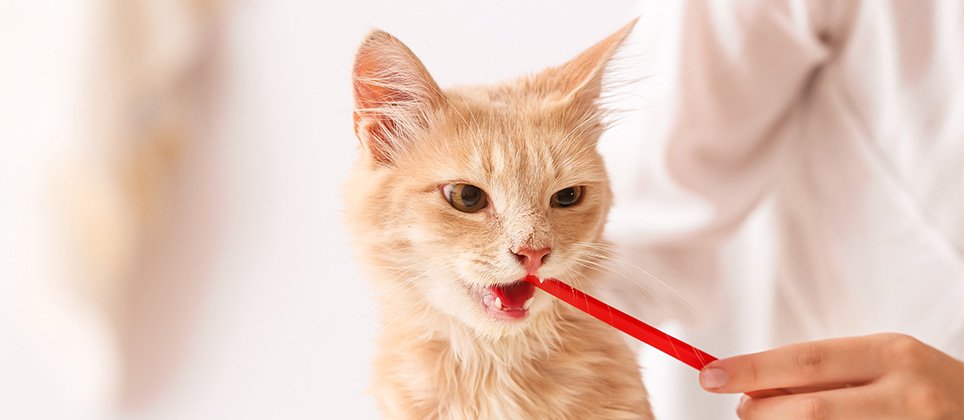Hygiène dentaire de votre animal : ce que vous devez savoir