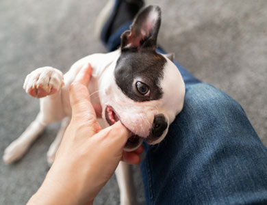 chiot qui mordille des doigts