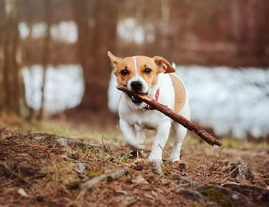 chien qui court avec un bâton