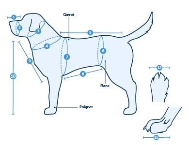 graphique des mesures du chien