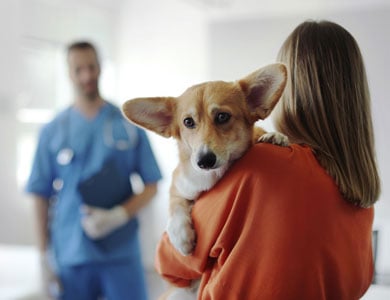 chien corgi dans les bras d'une femme avec un vétérinaire en arrière-plan