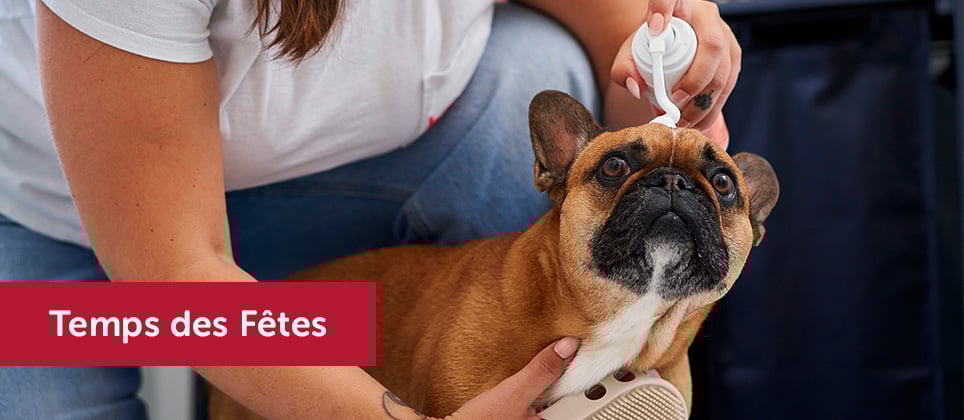 Comment pr&eacute;parer son chien pour les F&ecirc;tes : les meilleures astuces de toilettage
