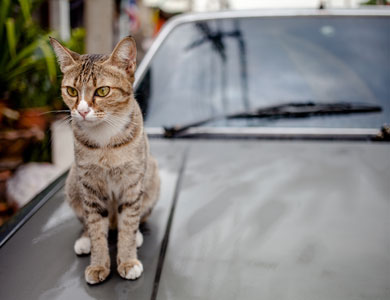 chat assit sur une voiture