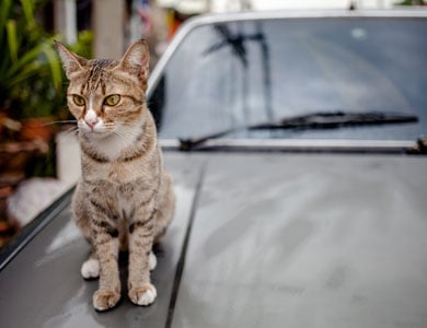 cat sitting on a cat