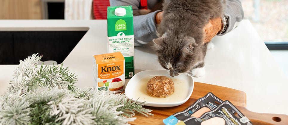 Les Recettes Mondou : Aspic festif au thon pour chats