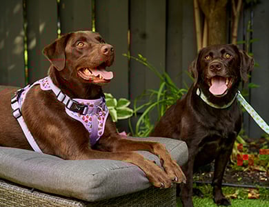 Deux labradors couleur chocolat