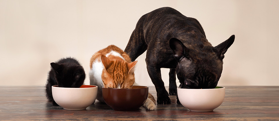 Selecting a food suited to your pet's needs