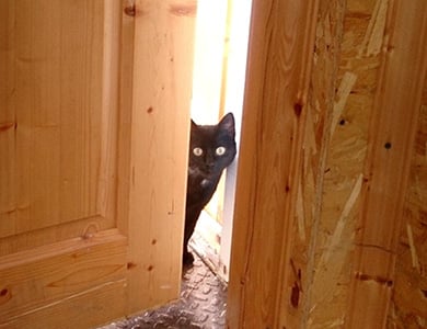chat noir dans l'embrasure d'une porte