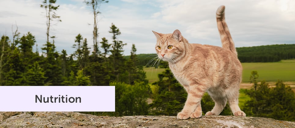 Feed their next adventure with Nordika for cats