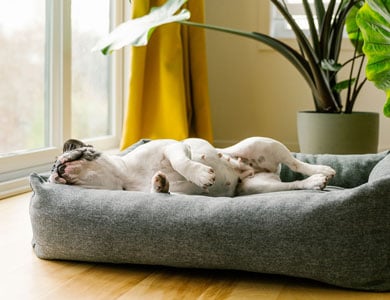 dog sleeping on its side in a large cushion