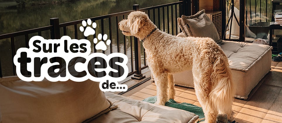 Des vacances sur l’eau avec son chien à Bora Boréal