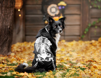 chien de berger avec costume de squelette