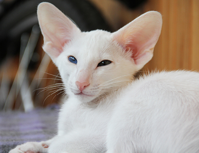 L’oriental shorthair : un chat vif, vocal et coloré!
