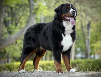 Physical appearance of the Bernese mountain dog