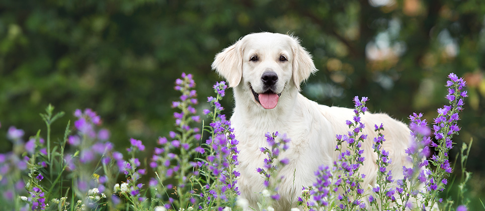 Spring prep unleashed: 10 tips for your pet's best season yet