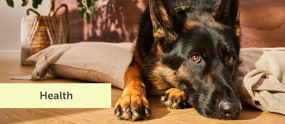 Kennel cough in dogs: symptoms, treatment, and prevention