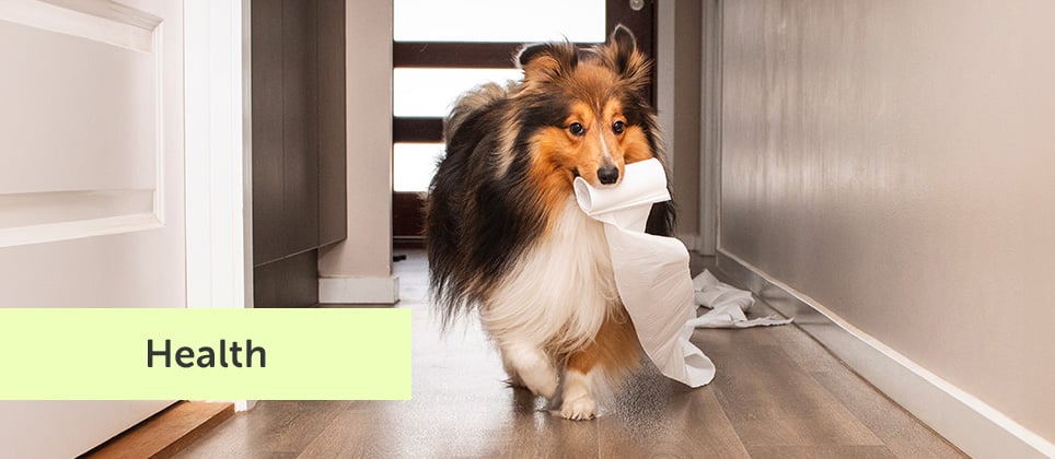 Diarrhea in pets: causes, symptoms, and how to provide relief at home