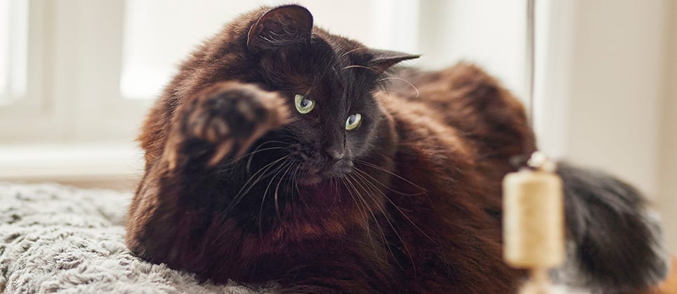 Comprendre son chat : 5 comportements souvent mal interpr&eacute;t&eacute;s