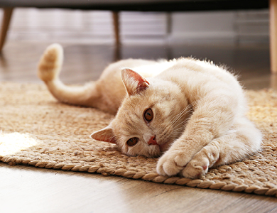 chat qui s'étire sur le tapis