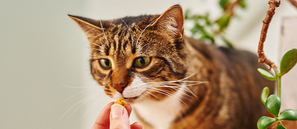 Top 5 des meilleures g&acirc;teries dentaires pour chats