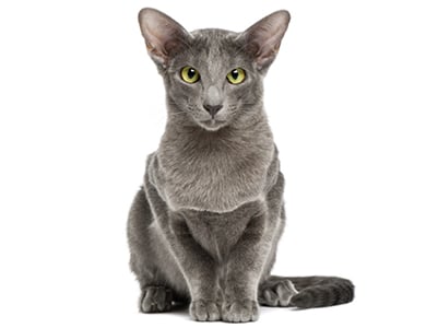 The Oriental shorthair: a lively, vocal and colorful cat!