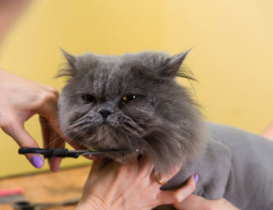 grey long-haired cat having its hair cut at the groomer's