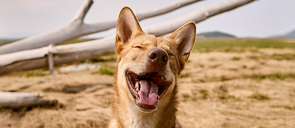 Comment la vie avec un chien a changé : 7 évolutions marquantes en 20 ans