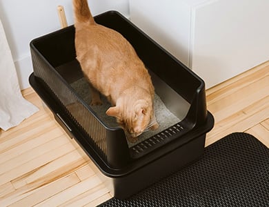ginger tabby cat in its litter box