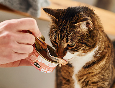 Chat qui mange de la nourriture humide