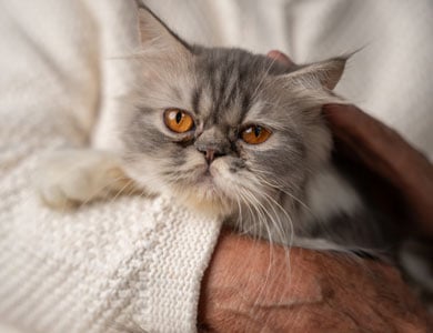 chat gris tenu par des bras