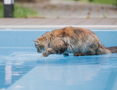 chat à poil long qui avance sur la première marche d'une piscine creusée