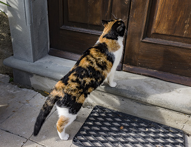 cat in front of a door